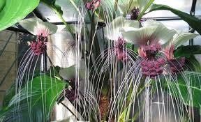 Rare White Tacca Chantrieri Seeds ~ White Bat Flower ~ White Lily ~ Bat ~ Devil’s Flower ~ Exotic Flower ~ Unusual Flowers