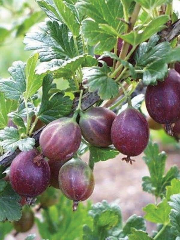 Mixed Gooseberry Seeds ~ Plants ~ Garden ~ Grow Your Own ~ Spring Flowers ~ Instead of Flowers ~ Fruit