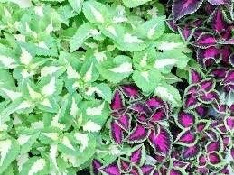 Jade Wizard Coleus Seeds ~ Coleus Blumei ~ Low Maintenance Plants ~ Garden ~ Grow Your Own ~ Spring Flowers ~ Instead of Flowers ~ Flowers