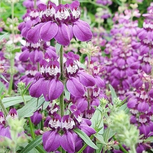 Chinese Houses Seeds ~ Collinsia Heterophylla ~ Grow Your Own ~ Spring Flowers ~ Instead of Flowers