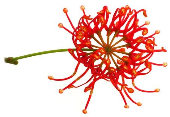 Rare Firewheel Tree Seeds ~ Stenocarpus Sinuatus ~ Plants ~ Garden ~ Exotic ~ Unique ~ Tropical