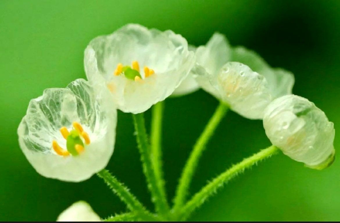 Skeleton Flower Seeds ~ Crystal Flower ~ Gray’s Double-Leaf ~ Twoflower ~ Diphylleia Grayi ~ Cool Flowers ~ Rare ~ Heirloom Seeds