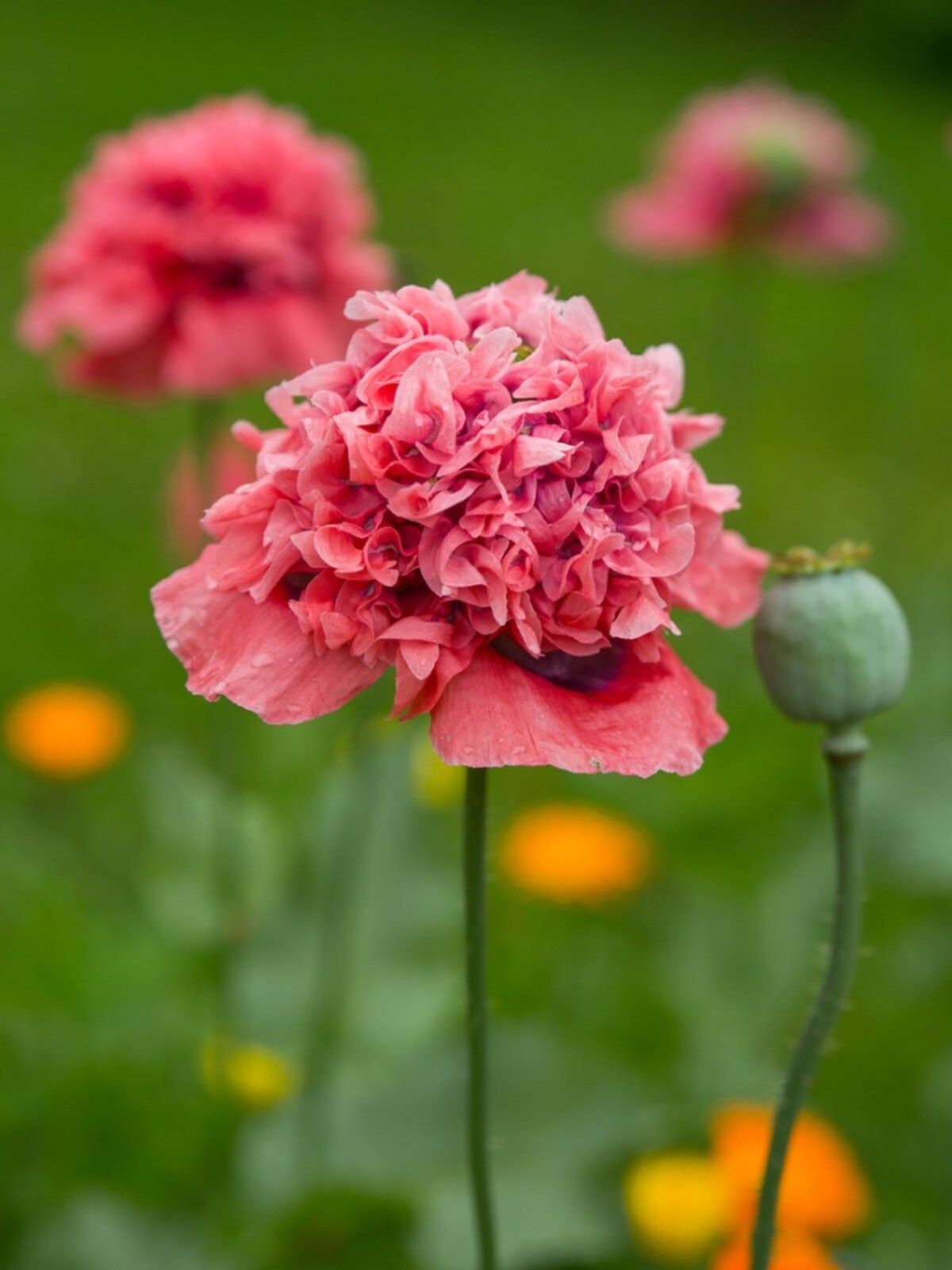 Double Peony Poppy Seeds ~ Mixed Colors ~ Gifts ~ Cool Flowers ~ Rare ~ Heirloom Seeds