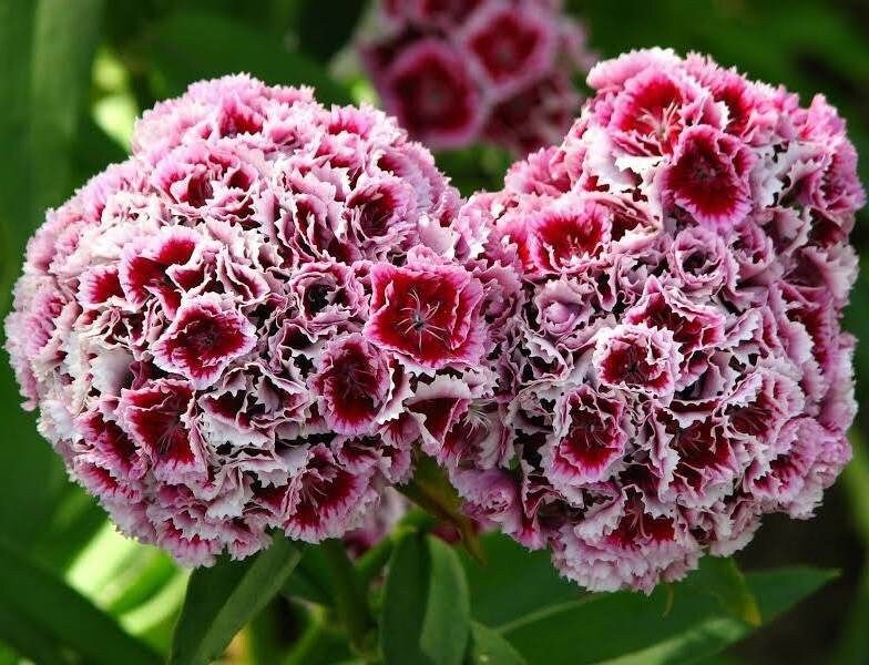 Dwarf Wee Willie Seeds ~ Sweet William ~ Dianthus Barbatus ~ Mixed Colored Flower Seeds