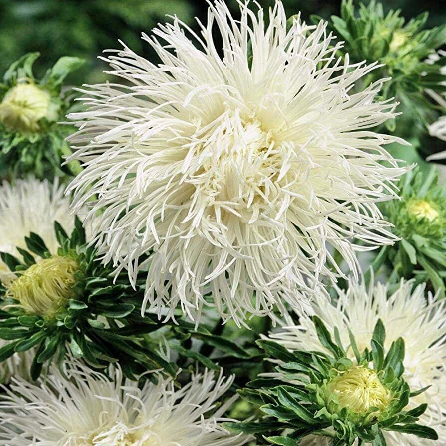 White Needle Aster Seeds ~ Spider Aster ~ Spring Time ~ Garden ~ Pretty Flowers ~ Bouquet ~ Wedding Flowers ~ Flowers ~ Asters