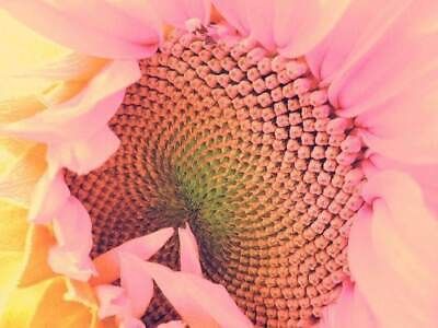 Pink Sunflower Seeds ~ Helianthus Annuus ~ Strawberry Blonde ~ Pretty Flowers ~