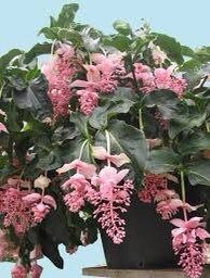 Pink Medinilla Magnifica Seeds ~ Rose Grape ~ Pink Lantern Plant ~ Chandelier Tree ~ Snowy Medinilla ~ Malaysian Orchid