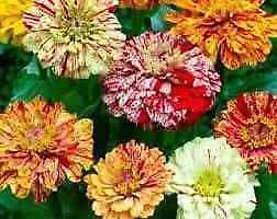 Zinnia “Peppermint Stick” Seeds ~ Holiday ~ Plants ~ Garden ~ Grow Your Own ~