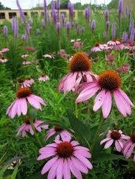 Bright Purple Coneflower Seeds ~ Echinacea Hybrid ~ Flowering Plant ~ Unusual Flowers ~ Flower ~ Growing Flowers ~ Garden ~ Plant