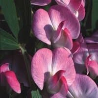 Lathyrus Chilensis Seeds ~ Rare ~ Rare Plants ~ Grow Your Own ~ Spring Flowers ~ Instead of Flowers ~ Presents