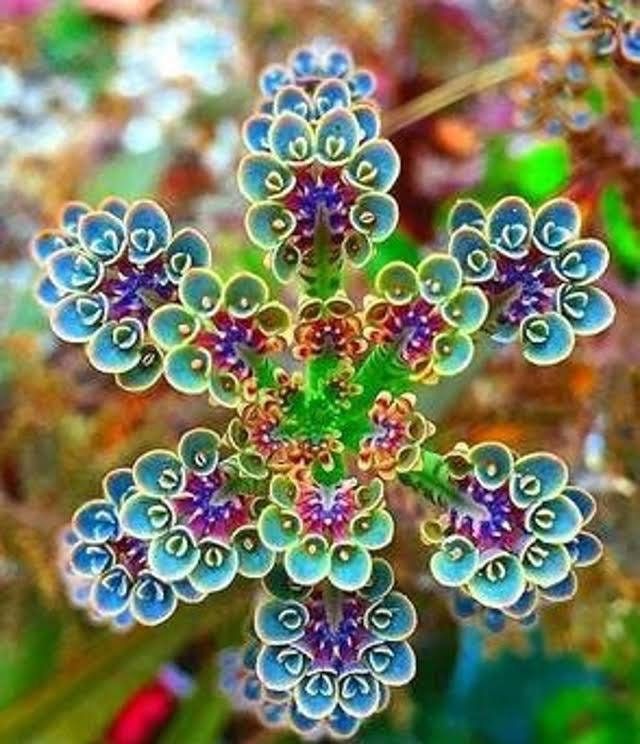 Flowering Kalanchoe Mix Seeds ~ Exotic ~ Cactus ~ Flower ~ Succulents ~ Succulent ~ Easy Care