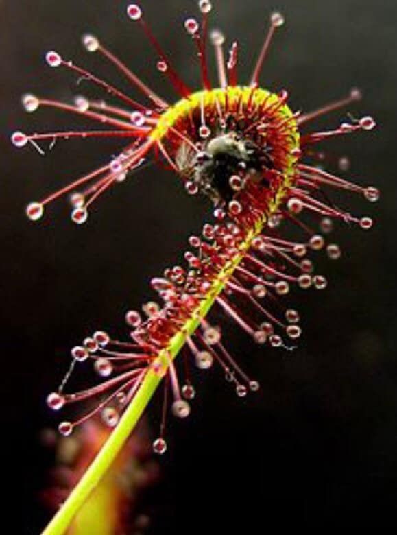 Various Drosera Seeds~Carnivorous Plants~Carnivore~Drosera Capensis~ Spatulata~Tokaiensis ~ Sundews~Science Projects~Grow UR Own