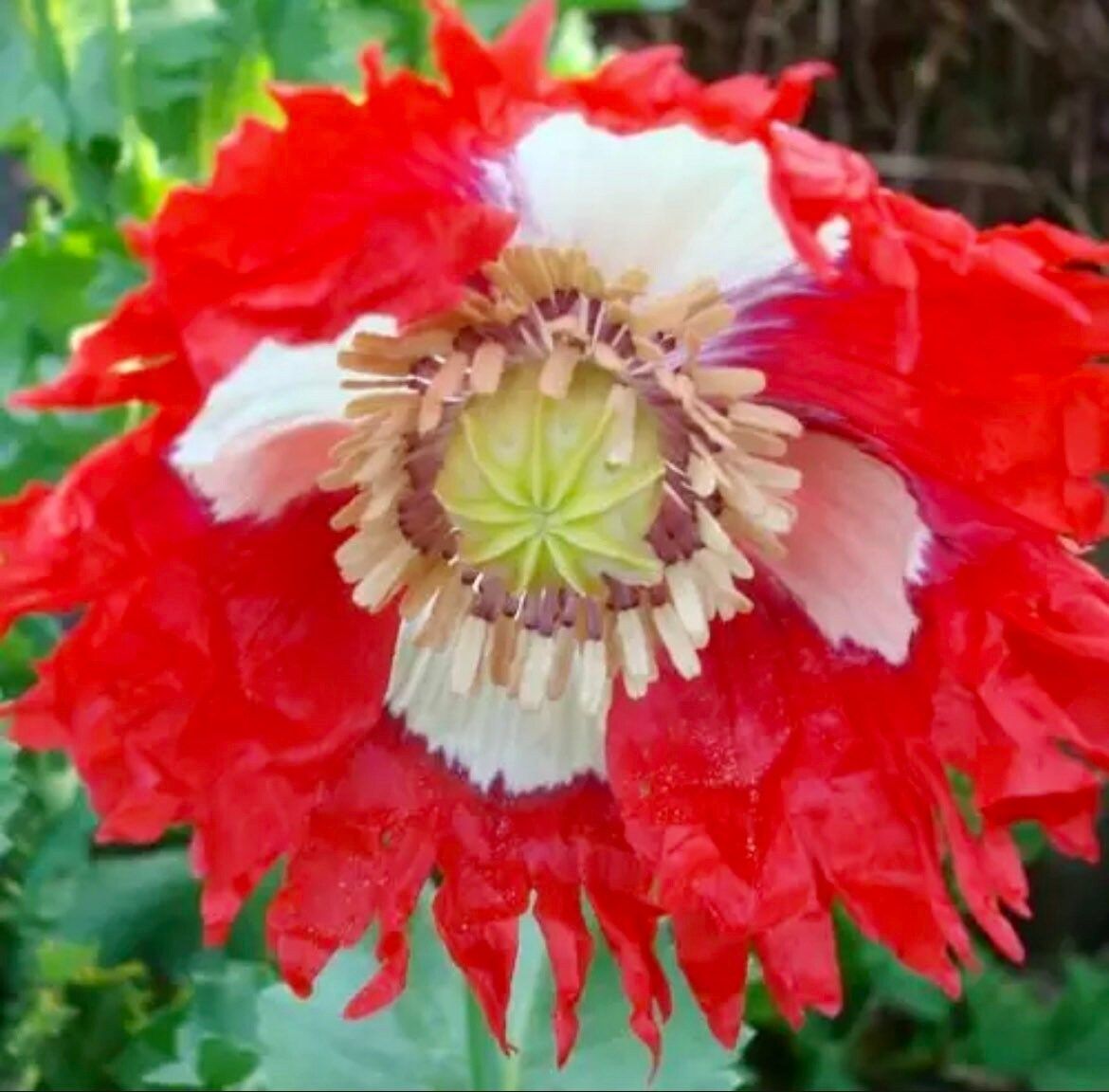 Poppy DANISH FLAG Somniferum ~ Rare Striking Fringed Flowers Seeds ~ Cool Flowers ~ Rare ~ Heirloom