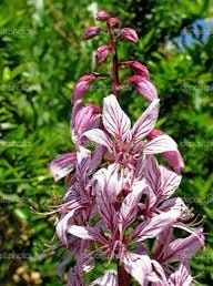 Gas Plant Seeds ~ Dictamnus Albus ~ Mixed Colors ~ Flowers ~ Garden ~ Plants