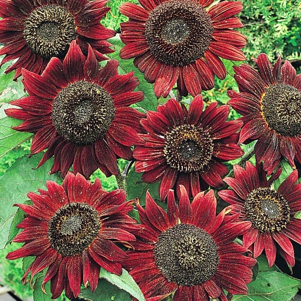 Velvet Queen Sunflower Seeds ~ Helianthus Annuus ~ Pretty Flowers ~ Garden ~ Fall ~ Heirloom ~ Autumn ~ Bouquets ~ Fresh Cut Flowers