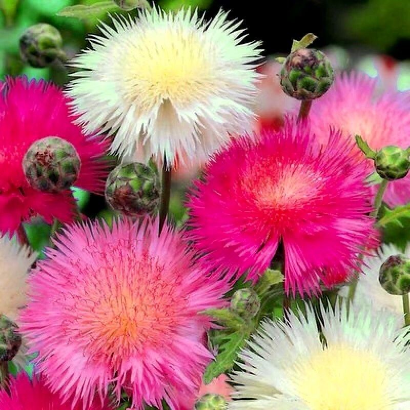 Rainbow Mixed Sultan Imperialis Seeds ~ Amberboa Moschata ~ Plants ~ Garden ~ Spring Flowers ~ Instead of Flowers ~ Flower