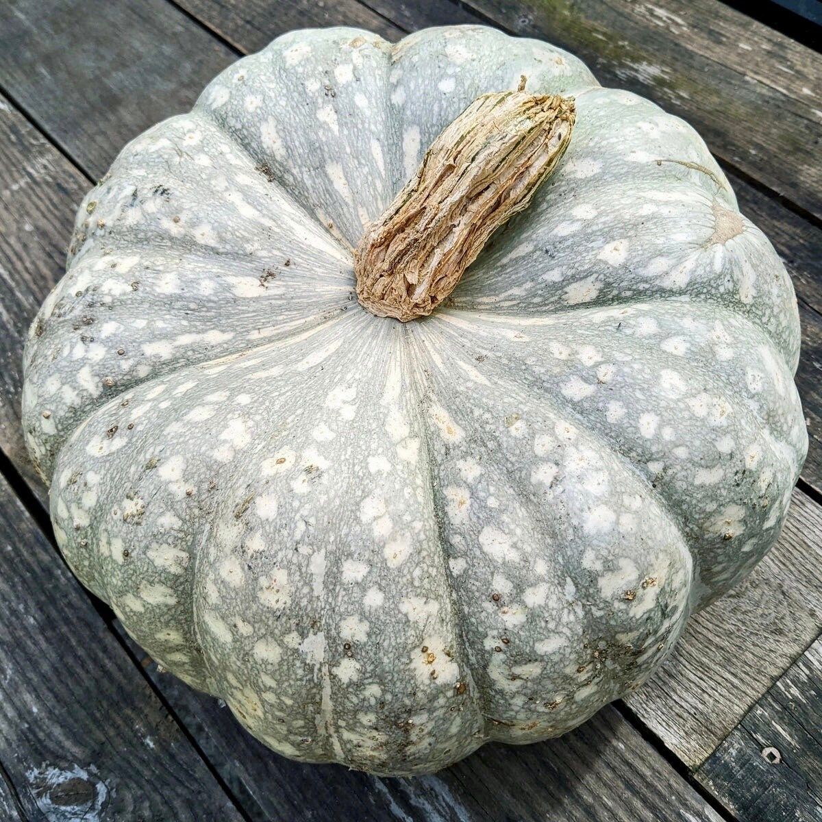 Rare Blue Spotted Pumpkin Seeds ~ Cucurbita ~ Autumn ~ Garden ~ Flower ~ Plant ~ Kids ~ Grow ~ Flowers