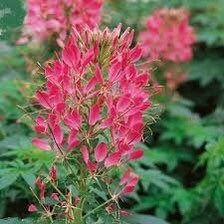 Cherry Queen Cleome Seeds ~ Cleome Hassleriana ~ Spider Flower ~ Flowering Plant ~ Flower ~ Growing Flowers ~ Garden ~ Plants ~ Gardening