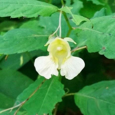 Rare White Touch Me Not ~ Jewelweed ~ Impatiens Capensis ~ Neat Flowers ~ Rare Plants ~ Interactive Plants ~ Neat