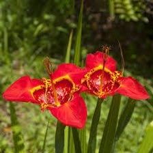 Red Tigridia Pavonia Seed ~ Tiger Flower ~ Mexican Shell Flower ~ Peacock Flower ~ Garden ~ Grow Your Own ~ Spring Flowers