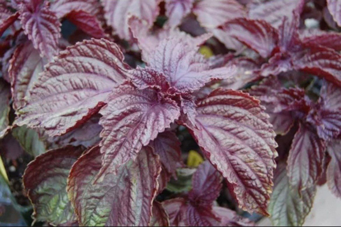 Purple Shiso Seeds ~ Perilla Frutescens ~ Japanese Basil ~ Zi Su ~ Garnish ~ Purple Basil ~ Red Mint