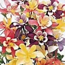 Giants and Harlequin Mix Columbine Seeds~ Flower ~ Perennial Flowers ~ Blooms ~ Grow Your Own ~ Spring Flowers ~ Instead of Flowers ~ Spring