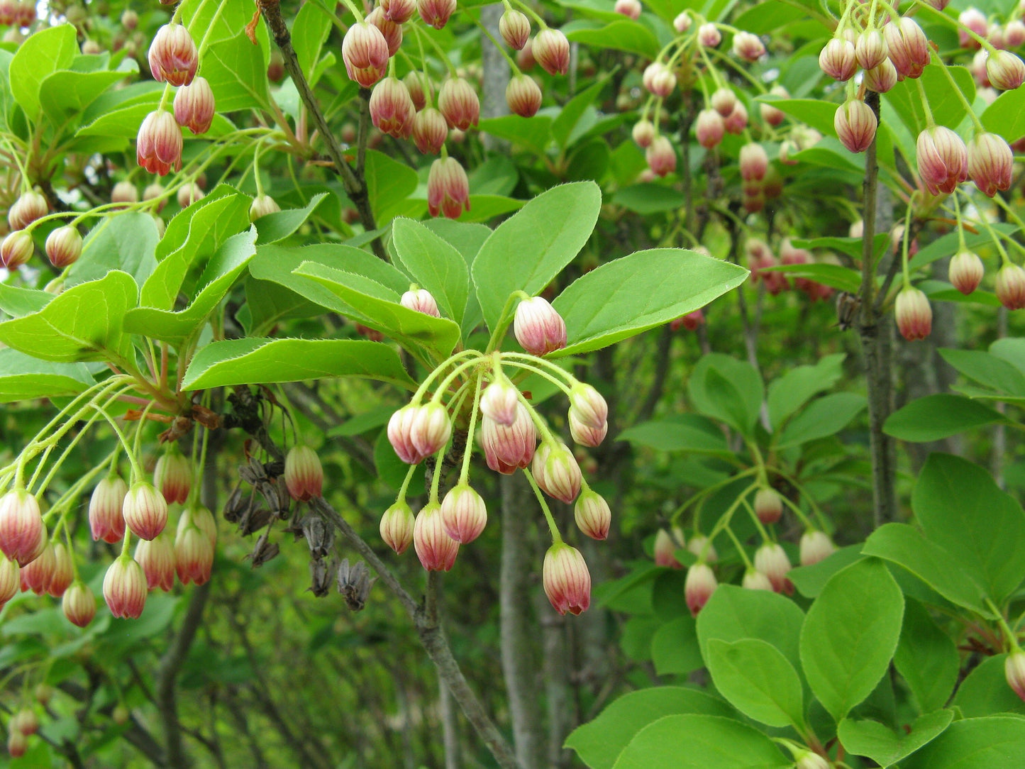 Japanese Furin Seeds ~ Tsutsuji Enkianthus Campanulatus ~ Bell ~ Grow Your Own ~ Spring ~ Houseplants ~ Gift Ideas ~ Beautiful Flowers