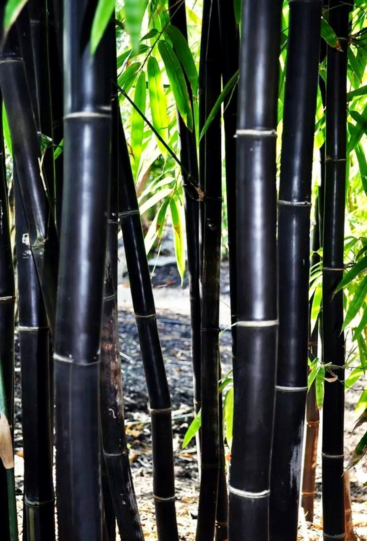 Timor Black Bamboo Seeds ~ Fountain ~ Privacy Climbing ~  Cyrtostachys Renda Tree ~ Gardening ~ Spring