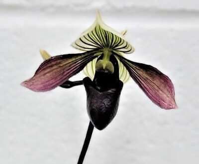 Black Lady’s Slipper Orchid Seeds ~ Lady Slipper Orchids ~ Slipper Orchids ~
