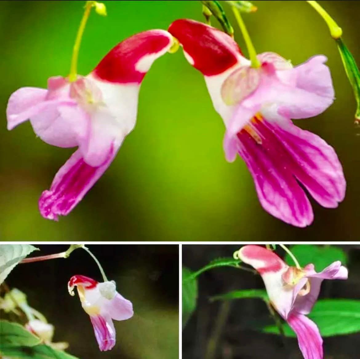 Rare Parrot Flower Seeds ~ Impatiens Psittacina ~ Usual Flowers ~ Exotic Flower ~ Bird Lovers ~ Flowers ~ Indoor Plant