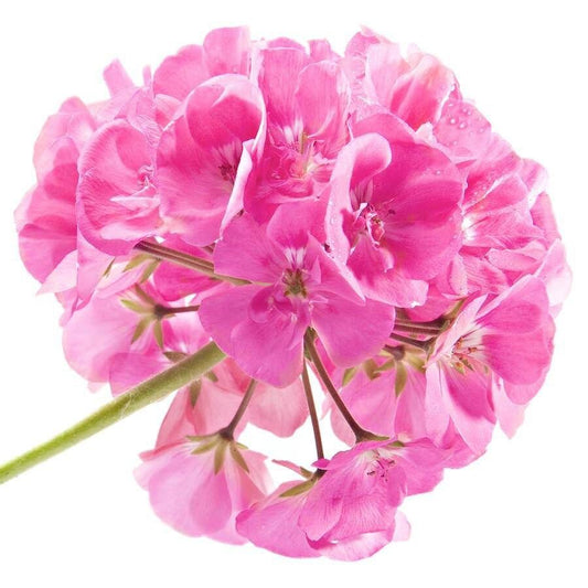 Rose Geranium Seeds ~ Pretty Flowers ~ Garden ~ Grow Your Own ~ Spring Flowers ~ Easy Care ~ Flowers ~ Bouquets ~ Spring ~ Garden