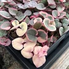 Variegated Ceropegia Woodii Seeds ~ Variegated String of Heart ~ Succulents ~ Plants ~ Garden ~ Grow Your Own ~ Spring Flowers