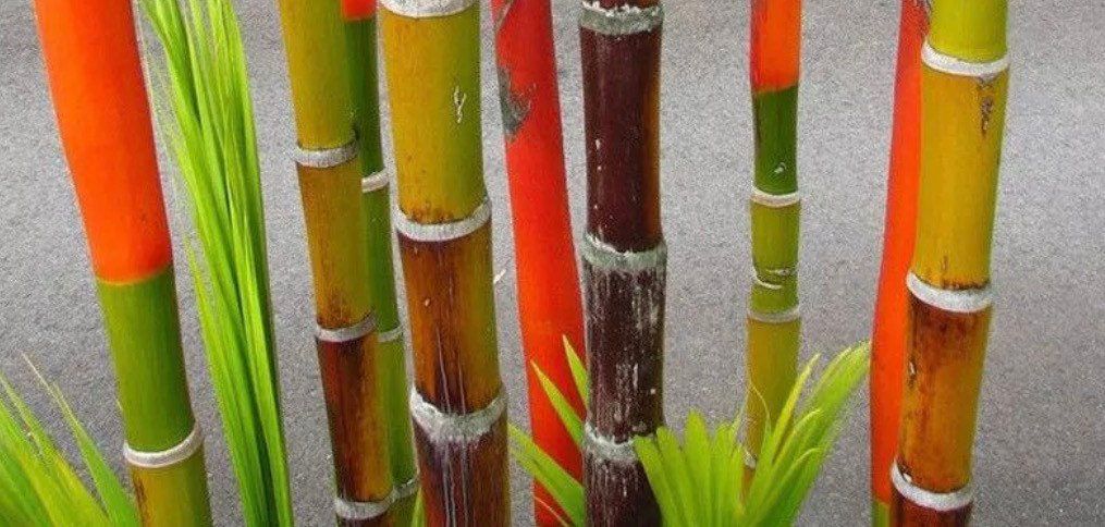 Blue Bamboo Seeds ~ Fountain ~ Privacy Climbing ~  Cyrtostachys Renda Tree ~ Gardening ~ Spring