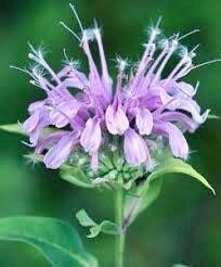 Wild Bergamot Seeds ~ Monarda Fistulosa - Bergamot ~ Unusual Flowers ~ Exotic Flower ~ Holiday ~ Garden ~ Houseplant ~ Rare ~ Pink ~