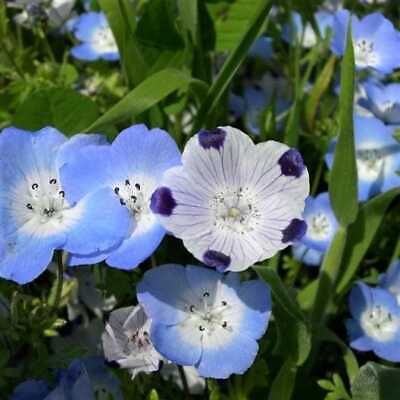 Fivespot Seeds ~ Nemophila Maculata ~  Grow Your Own ~ Spring Flowers ~ Instead