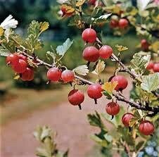 Mixed Gooseberry Seeds ~ Plants ~ Garden ~ Grow Your Own ~ Spring Flowers ~ Instead of Flowers ~ Fruit