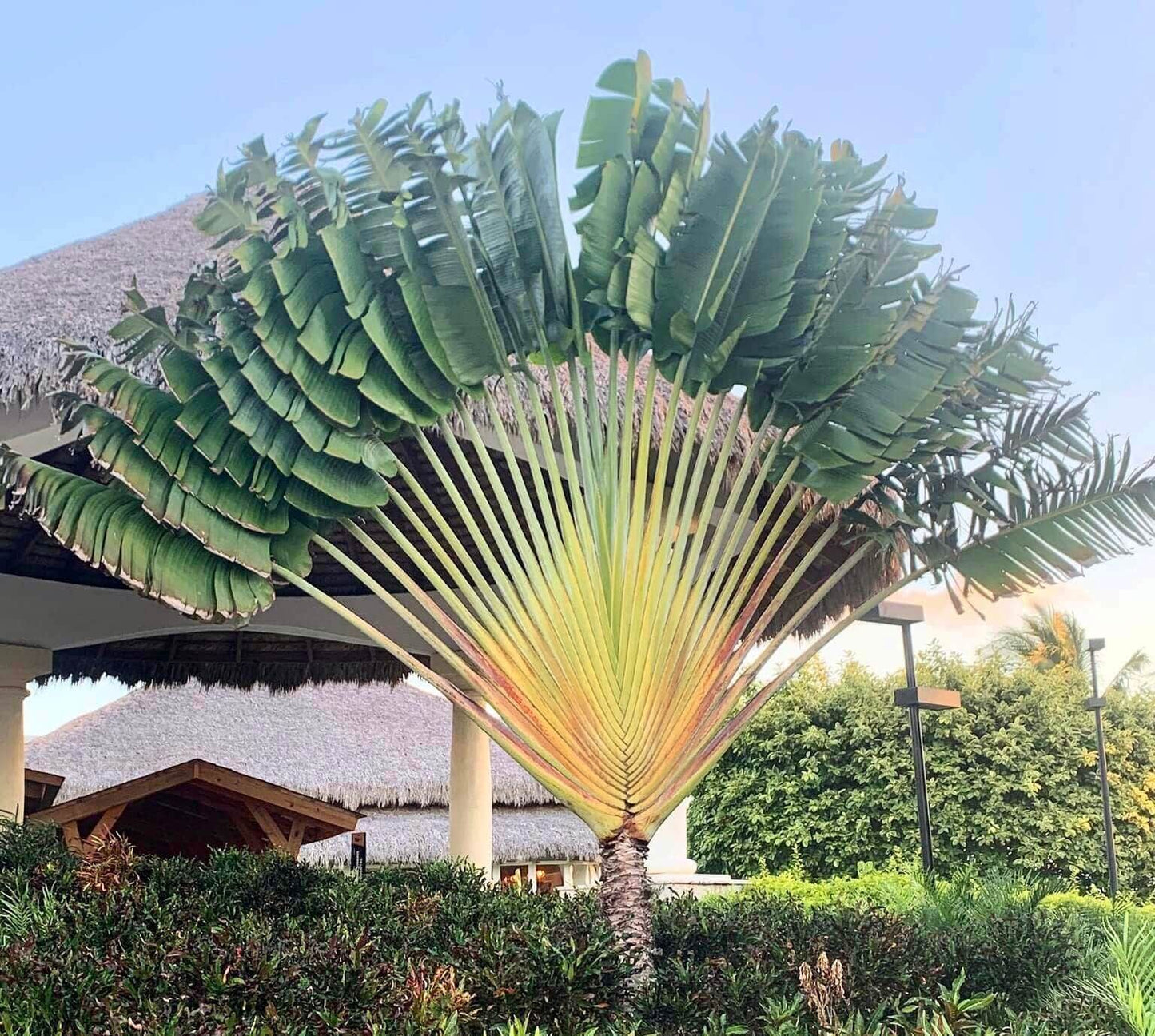 Traveler’s Palm Seeds ~ Ravenala Madagascariensis ~ Unique ~ Rare ~ Palm Tree ~ Exotic ~ Garden ~ Grow Your Own ~ Crop ~ Plant