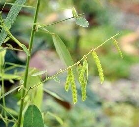 SMALL Dancing Telegraph Plant Starter Grow Kit~Dancing Tree~Dancing Grass~Dancing Plant~Codariocalyx Motorius~Semaphore~Telegraph Plant