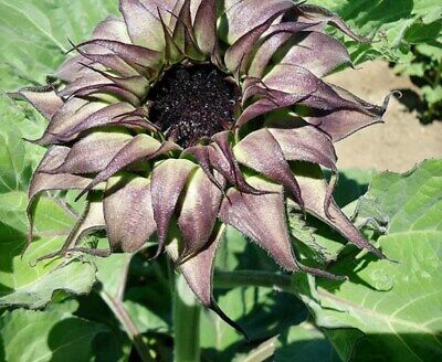 Purple Sunfill Sunflower Seeds ~ Pretty Flowers ~ Garden ~ Fall ~ Heirloom Seeds