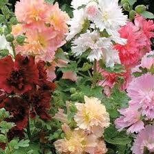 Summer Carnival Hollyhock Seeds ~ Flower ~ Seeds ~ Gifts ~ Grow Your Own ~ Spring Flowers ~ Instead of Flowers