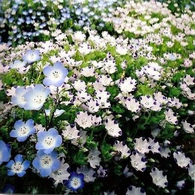 Fivespot Seeds ~ Nemophila Maculata ~  Grow Your Own ~ Spring Flowers ~ Instead