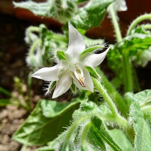 White Borage Seeds ~ Starflower ~ Plants ~ Garden ~ Grow Your Own ~ Spring Flowers ~ Heirloom Seeds