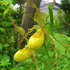 Yellow Lady’s Slipper Orchid Seeds ~ Lady Slipper Orchids ~ Cypripedium Pubescens ~ Unique ~ Cypripedium Parviflorumxotic ~ Exotic