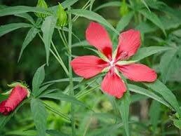 Red Star Water Hibiscus Seeds ~ Hibiscus Coccineus ~ Scarlet Hibiscus ~ Scarlet Rosemallow ~ Wildflowers ~ Butterflies ~ Bees ~ Blooms