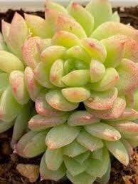 Echeveria Malgan Seeds ~ Plants ~ Colored ~ Succulents ~ Wheat Straw ~ Grow Your Own ~ Spring Flowers ~ Easy to Care For