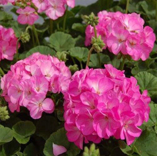 Pink Bicolor Geranium Seeds ~ Pretty Flowers ~ Garden ~ Grow Your Own ~ Spring Flowers ~ Easy Care ~ Flowers ~ Bouquets ~ Spring ~ Garden