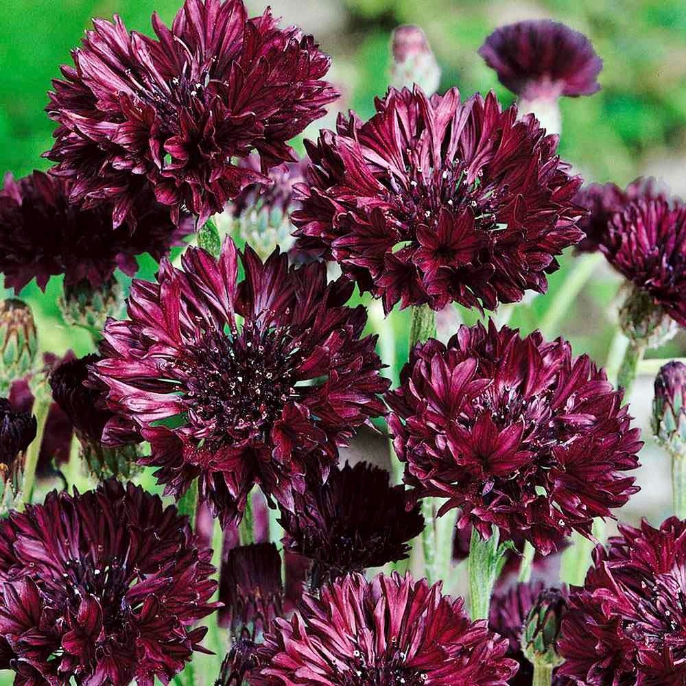 Black Cornflower Seeds ~ Perennial ~ Flowering Plant ~ Unusual Flowers ~ Flower ~ Growing Flowers