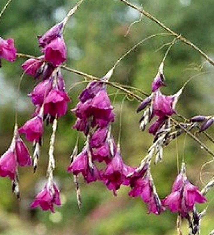 Blackbird Angel’s Fishing Rod ~ Dierama ~ Plants ~ Garden ~ Grow Your Own ~ Spring Flowers ~ Instead of Flowers ~ Bouquets