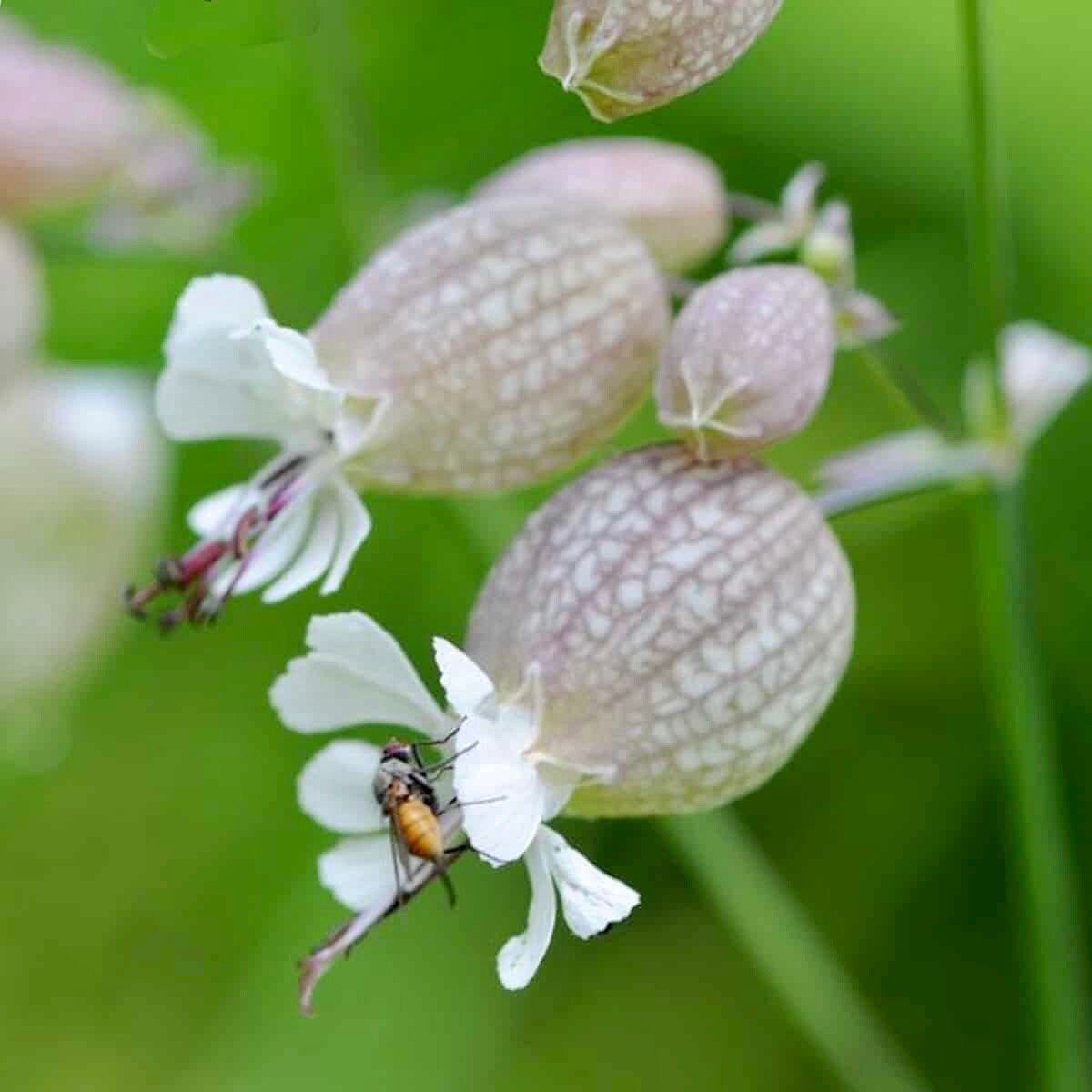 Wild Maidenstears Seeds ~ Bladder Campion ~ Silene Vulgaris ~ Silene Inflata ~ Unique ~ Pretty