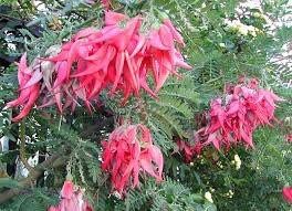 Clianthus Puniceus ‘Pink Flamingo’ Seeds ~ Spring Flowers ~ Instead of Flowers ~ Presents ~ Gifts ~ Sympathy ~ Rare